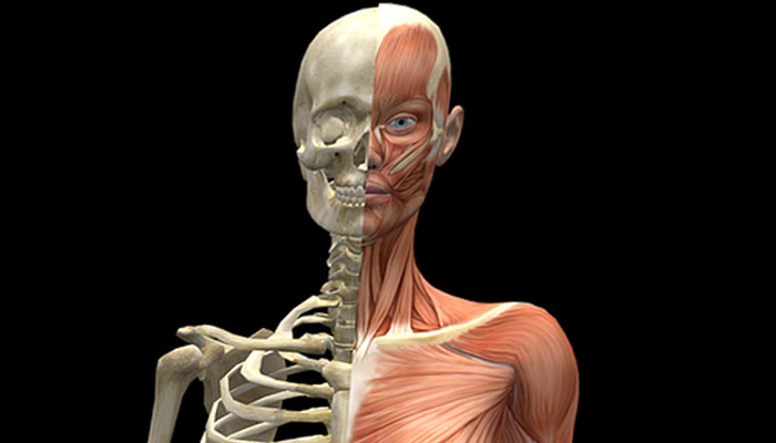 A representational image of the human anatomy. — Pixabay