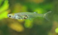 Danionella Cerebrum: Like A Gunshot — Is This Tiny Transparent Fish World's Loudest?