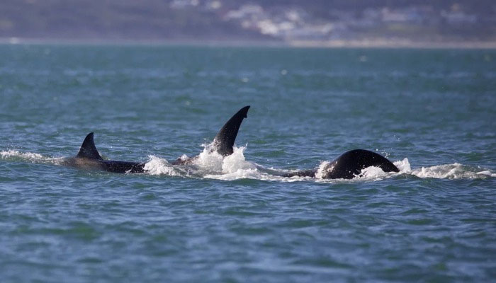 A killer whale known as Starboard preys on a great white shark in June off the South African coast, pushing it through the water while gripping its pectoral fin. — CNN/File