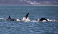 Lone Orca Kills Great White Shark In Less Than 2 Minutes