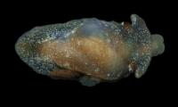 Scientists Discover New Sea Slug Species In UK Waters
