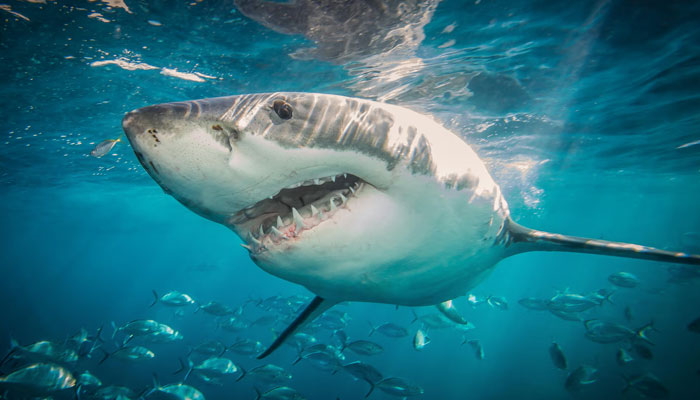 An image of a shark. — The Guardian/File