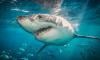 11-year-old injured in shark attack while swimming 