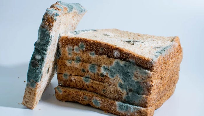 Moldy bread kept on a table. — Shutterstock/File
