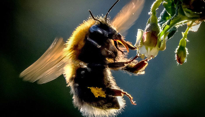 See and bee seen: the humble bumblebee could also be capable of what is called cumulative culture, research says. — AFP