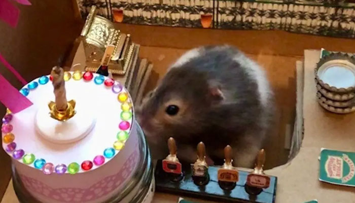 Lisa Murray Langs pet hamster Spud celebrating his birthday. — NewYork Post/File
