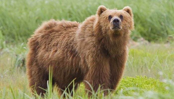 A representational image of a brown bear. — Wikipedia/File
