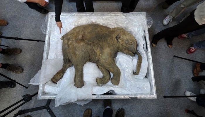 The remains of a well-preserved baby mammoth, named Lyuba, displayed in Hong Kong in 2012.—AFP/File
