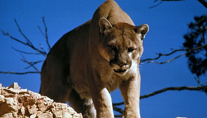 The image shows a Cougar also known as a mountain lion. — Wikipedia/File