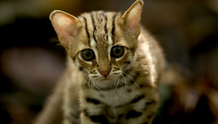 Worlds smallest cat or rusty-spotted feline walks on forest soil. — Screengrab/BBC/File