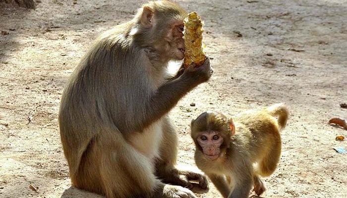 A monkey eating corn while sitting along the Margallah Road in Islamabad. — APP/File