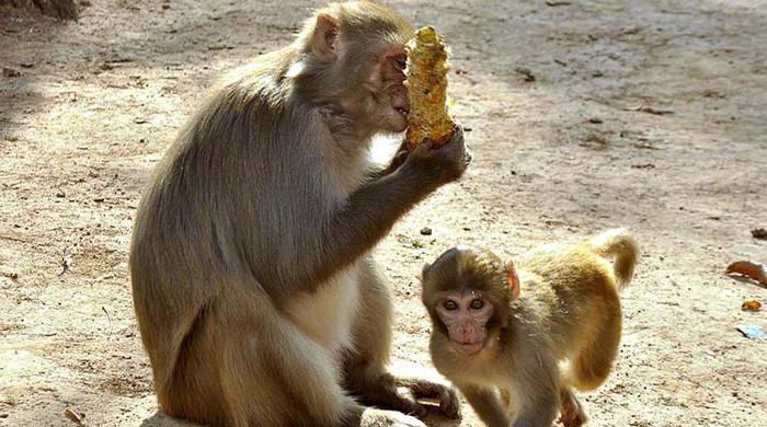 Tourists warned against feeding monkeys in Galiyat