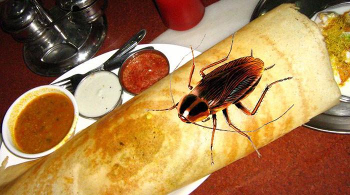 Indian woman finds 8 cockroaches in dosa served at popular New Delhi restaurant