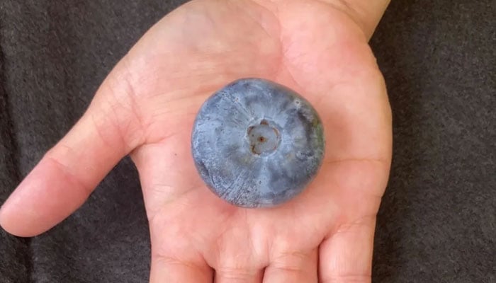 The worlds heaviest blueberry. — Costa group/File