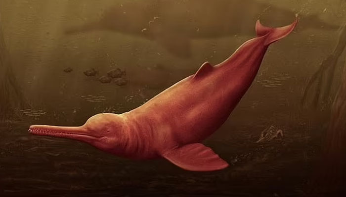 Worlds largest dolphin is named after Amazonian people of Tacuruna. — Jaime Bran/File
