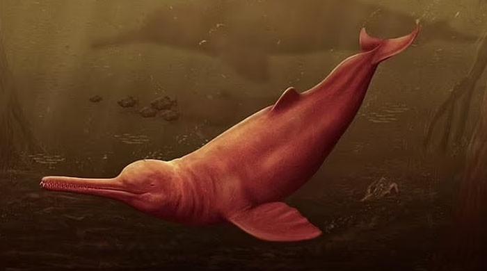 World's largest dolphin used to live in Amazon 16 million years ago â€” 11-ft fossil discovered