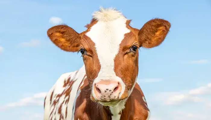 Cows on US dairy farms are suffering bird flu. — Unsplash/File