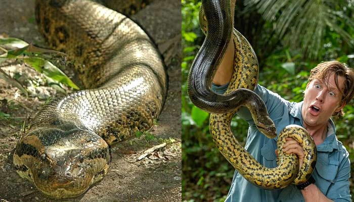 Worlds largest snake lives in Brazils Amazon Rainforest. — Jam Press/File