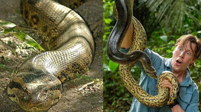 World's largest snake found shot dead in Amazon Rainforest