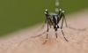 Epidemic: Dengue outbreak forces imposition of health emergency in US territory