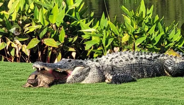 Golfer catches sight of alligators turtle hunt in Florida. — Casey Yabrough