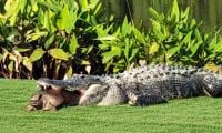 Alligator Crushes Large Turtle Shell On Florida Course