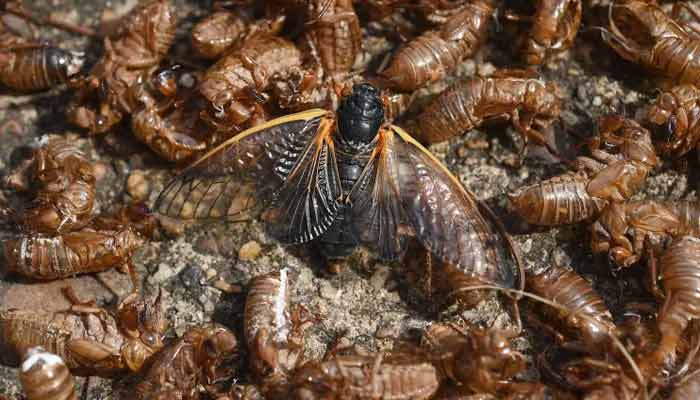 Trillions of cicadas are about to sweep across the United States. --AFP/File