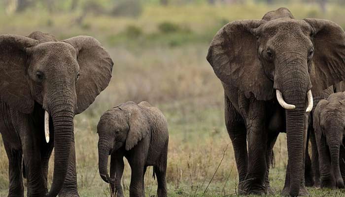Botswana is facing a booming elephant population. --AFP/File