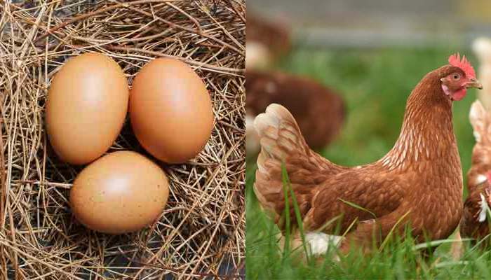 Eggs have been around for billions of years, while chicken has only been found for around 10,000 years. — Unsplash