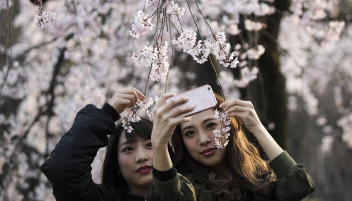 Climate change alters cherry blossom blooming times. — AFP document
