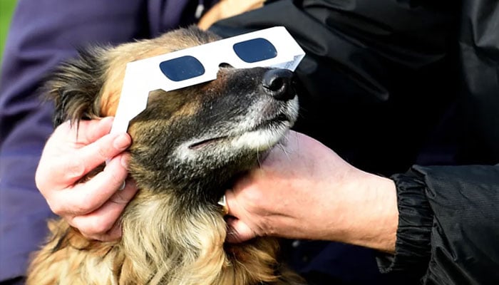 Dog observed a partial solar eclipse in Liverpool, England, in March 2015. — AFP
