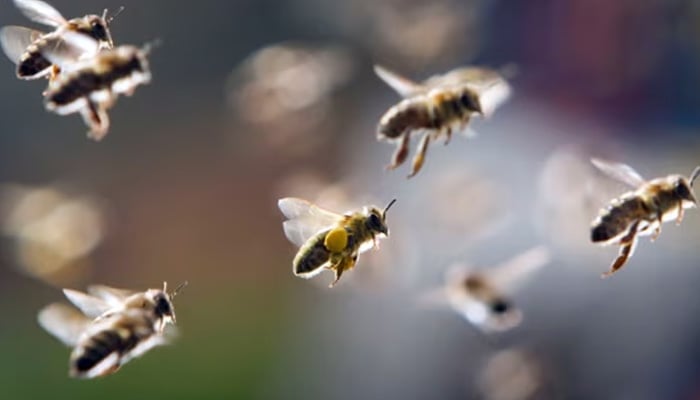 Although not aggressive in nature, when bees feel threatened, they signal others to attack the source of their threat. — AFP