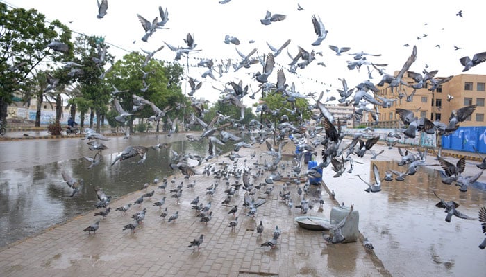 A flock of pigeons flying as the city received moderate rains. — APP/File