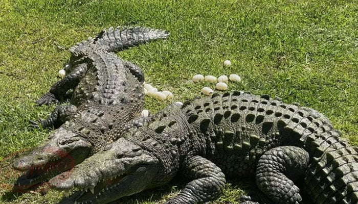 The mother crocodile scatters her eggs in the open air.  (A mother alligator named Ulele in a Florida park. -Miami Herald)