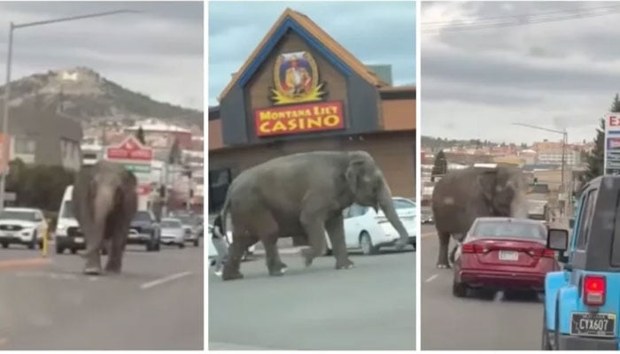 Circus elephant Violas great escape in Montana. (The elephant on the loose. — NBC Montana via YouTube)