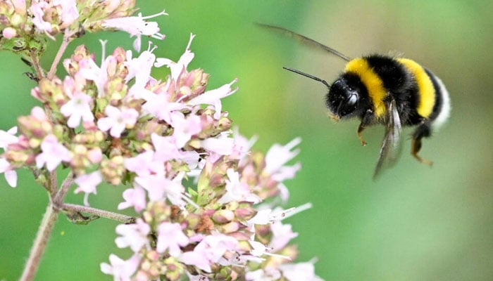 (Queen bumblebee. — AFP File)