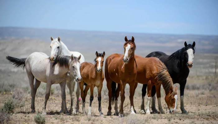Remains of horses found at illegal knackery site. — Peta Pixel/File