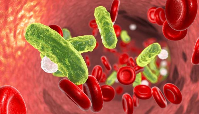 Vampire-like E Coli Bacteria feasts on human blood. — Medical News Today/File