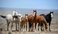 More Than 500 Horses Found Mysteriously Dead In Australia