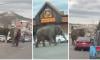 WATCH: Elephant escapes circus, roams around Montana streets