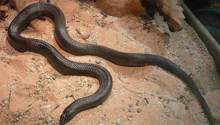 Ancient snake discovered from swamps. — Wikipedia/File