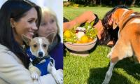 Meghan Markle, Prince Harry's Rescue Dog Makes Surprise Appearance In New Photos