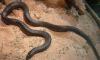 Fossil of world's largest snake from 47 million years ago found