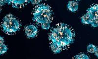 Vaccine Fighting All Viruses Finally Created