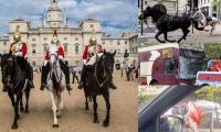Runaway Royal Horses Cause Panic Outside Buckhingham Palace