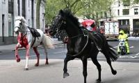 Horses On Loose Cause Extreme Havoc In London
