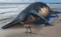 Largest Sea Reptile 'finally' Discovered
