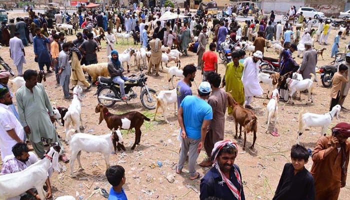 People look at animals up for sale at a cattle market ahead of Eid ul Adha on June 18, 2022. — APP