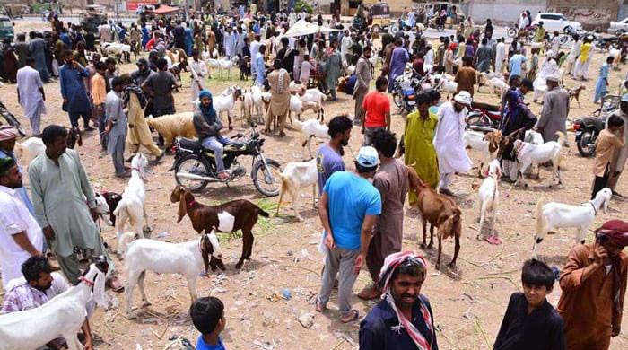 Where will Eid ul Adha cattle markets be set up in Karachi this year?