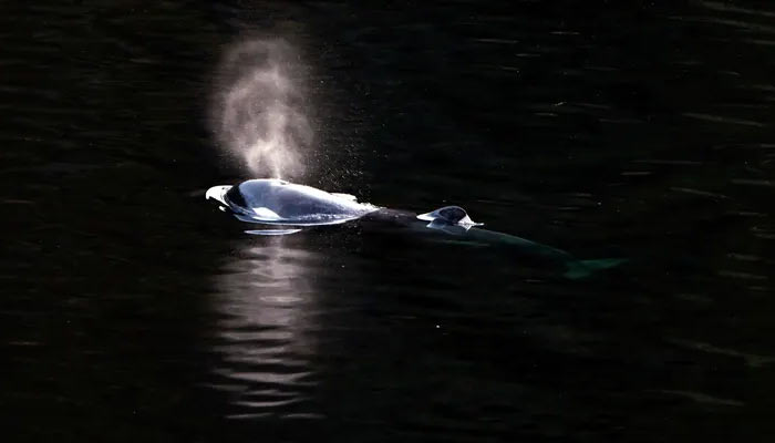Orca calf trapped in Canadian lagoon swims to freedom. — AFP/File